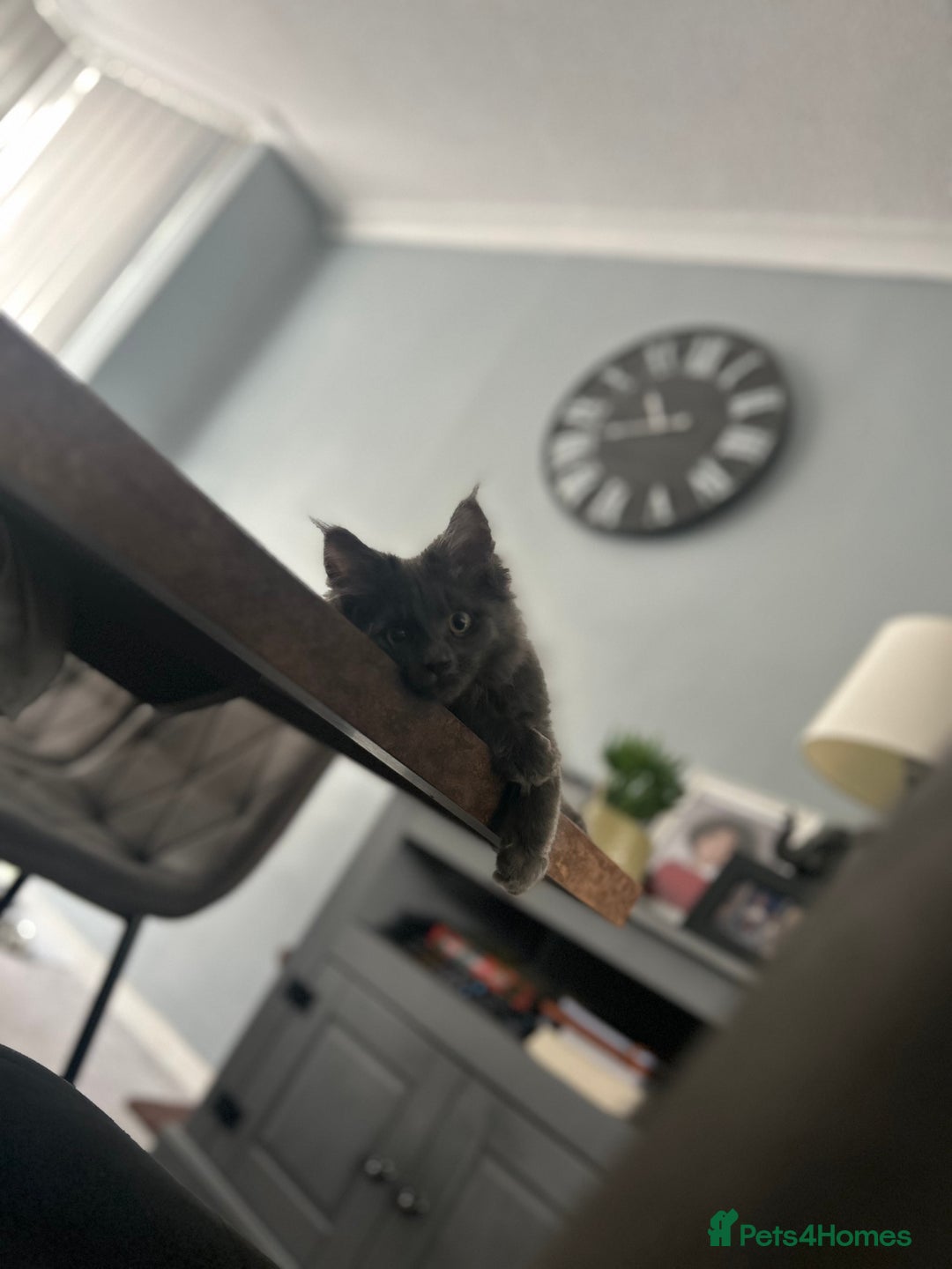 Maine Coon cats for sale: 16 week old Maine coon champion lineage  - Image 3