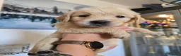 Golden Retriever dogs for sale: Show Type KC Registered Golden Retrievers !!  - Advert 25
