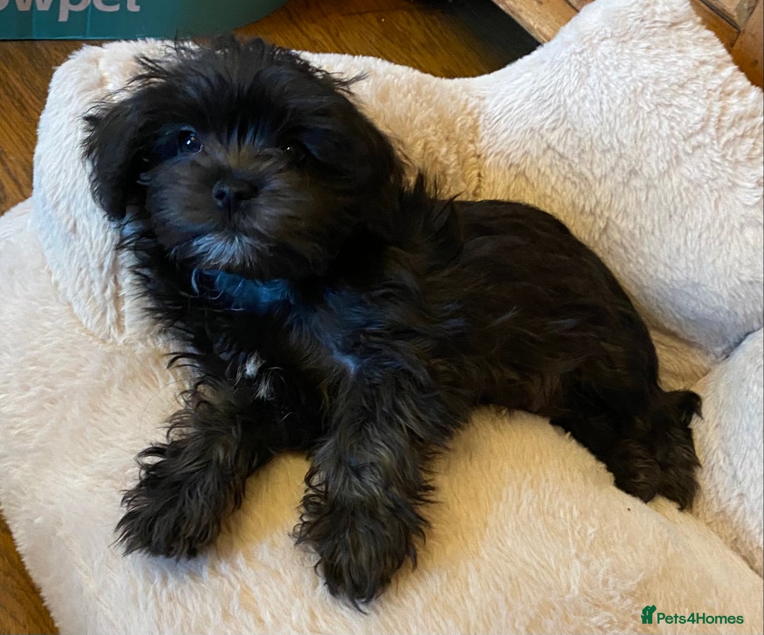 Maltipoo dogs for sale: Ready Now-Stunning Maltipoo Puppies⭐️DNA Tested ⭐️ - Image 5