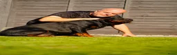 Rottweiler dogs for sale: Stunning Rottweiler pups in Clacton-on-Sea - Advert 12