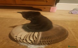 Mixed Breed cats for sale: 4 Beautiful kittens for sale - Image 4