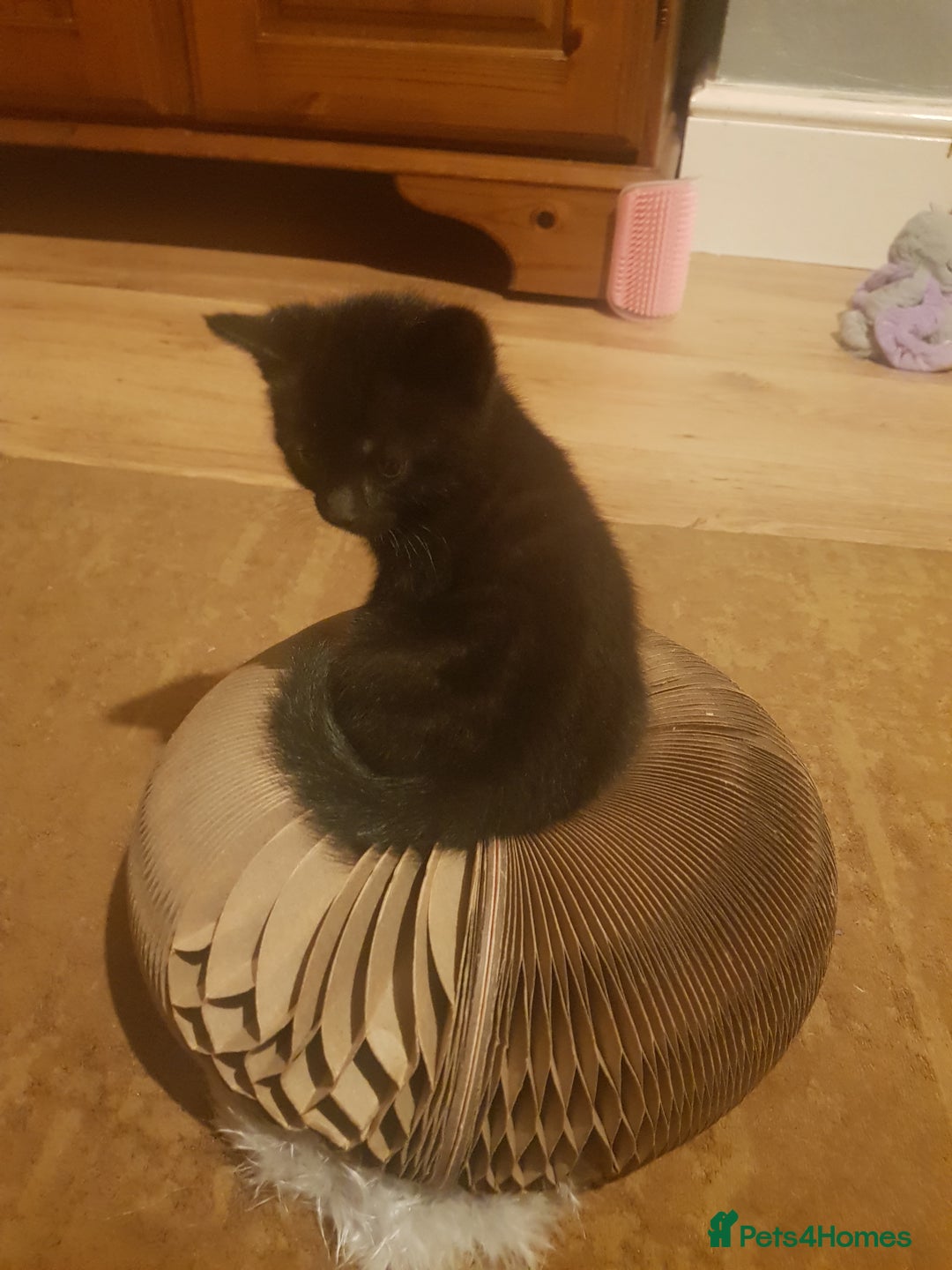 Mixed Breed cats for sale: 4 Beautiful kittens for sale - Image 4