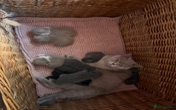 British Shorthair cats for sale: British Shorthair Champion Line kittens 🏆🥇😻 - Image 8