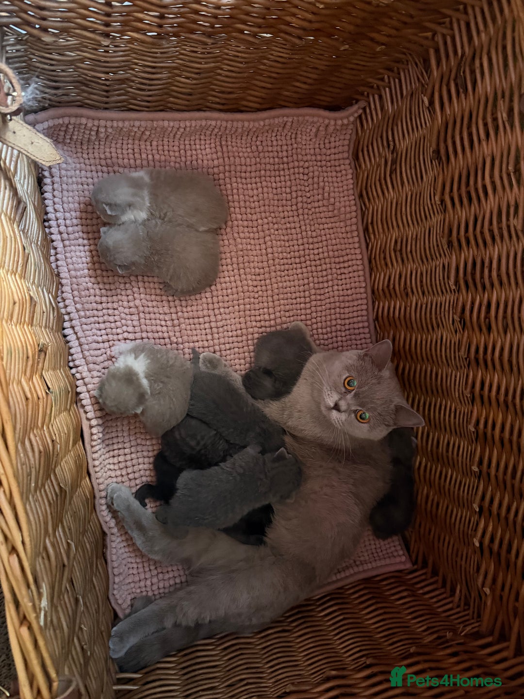 British Shorthair cats for sale: British Shorthair Champion Line kittens 🏆🥇😻 - Image 8