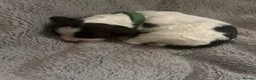 English Springer Spaniel dogs for sale: RKC English Springer Spaniel  - Advert 20