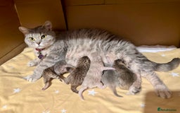 British Shorthair cats for sale: 🐾 Purebred BSH kittens🐾 - Image 27