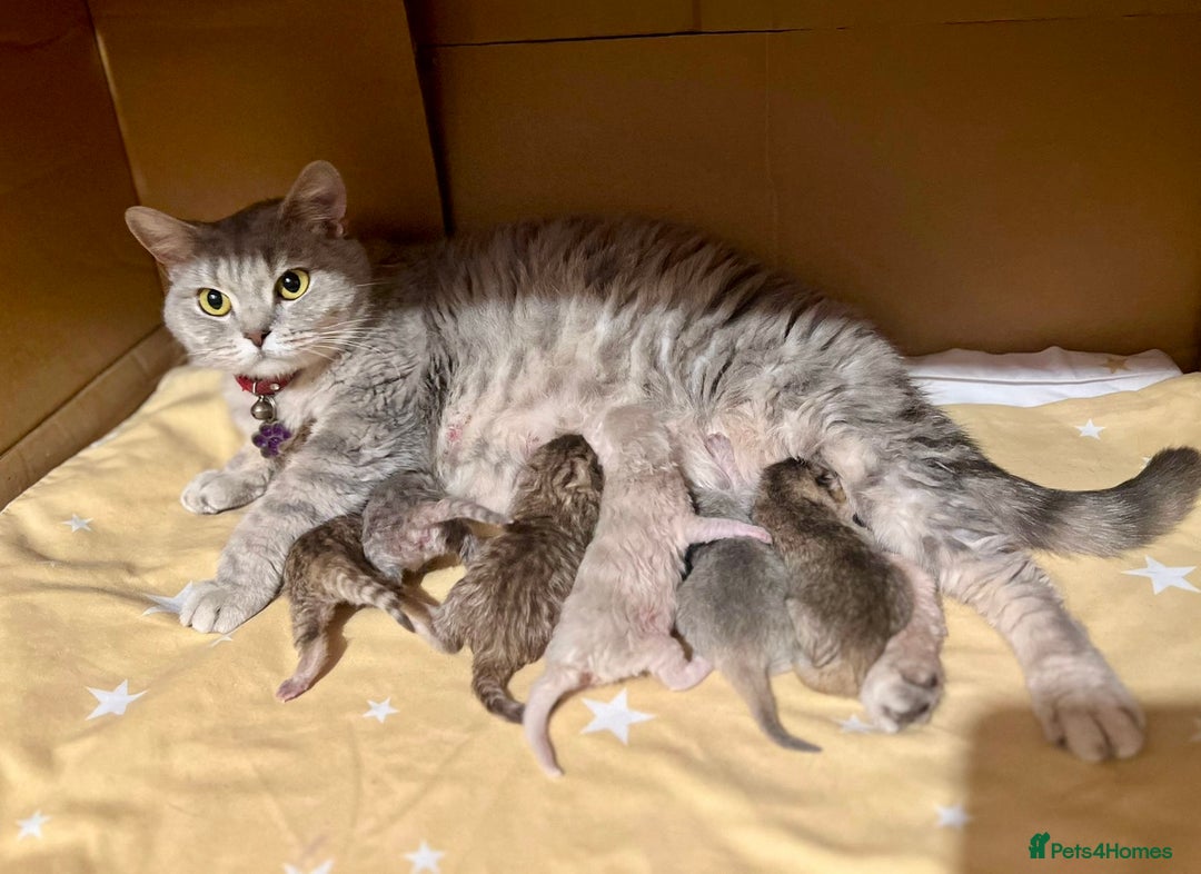 British Shorthair cats for sale: 🐾 Purebred BSH kittens🐾 - Image 27