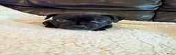 Staffordshire Bull Terrier dogs for sale: KC Staffordshire bull terrier pups for sale  - Advert 17