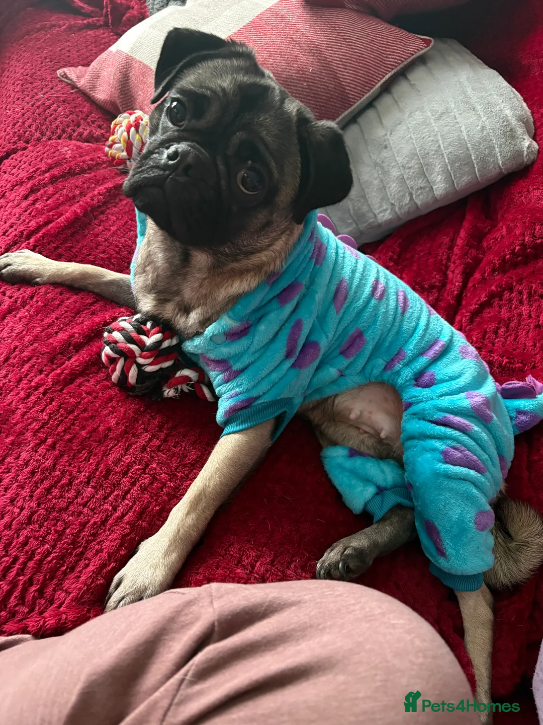 Pug dogs for sale: Young pug for sale  - Advert 2