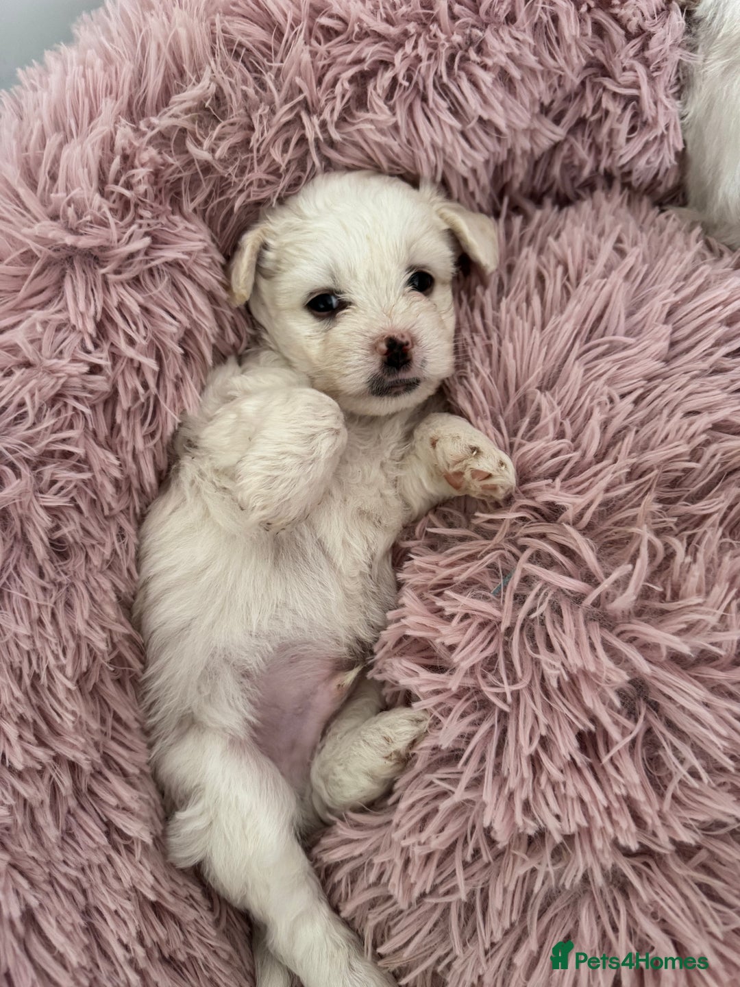 Bichon Frise dogs for sale: 🤍 3 female and 5 male - Image 6