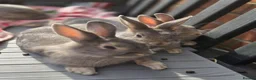 Mixed Breed reptiles for sale: very tame Blue fawn plush mini lop bunnies 4 left - Advert 13