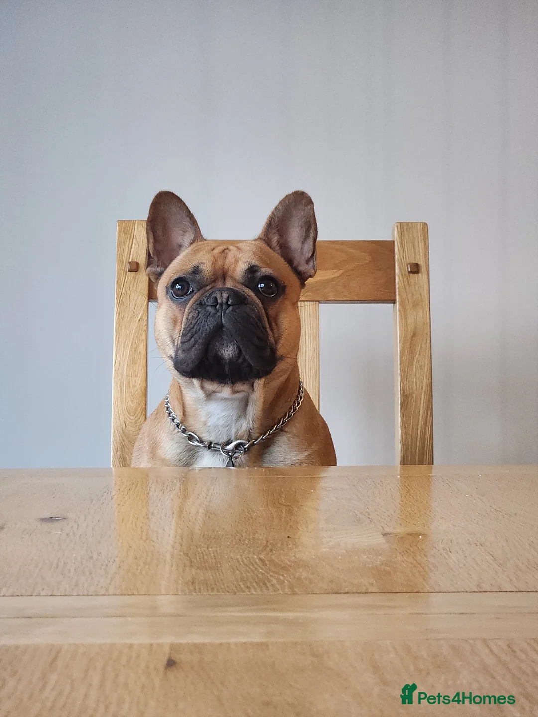 French Bulldog dogs for stud: Fine looking frenchy lad for stud! in Bideford - Advert 1