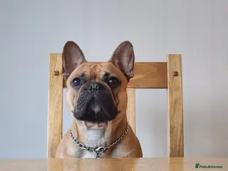 French Bulldog dogs Fine looking frenchy lad for stud! - Advert 2