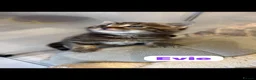 Mixed Breed cats for sale: 🩵🩷…7 stunning kittens…🩷🩵 - Advert 9