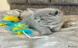 British Shorthair cats for sale: Britishshort hair kittens - Image 2