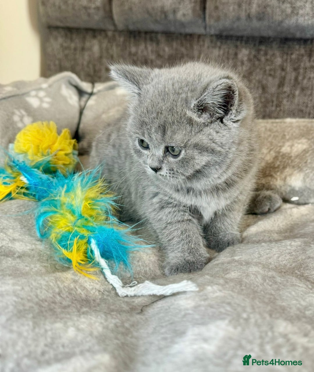 British Shorthair cats for sale: Britishshort hair kittens - Image 2