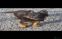 German Shepherd dogs for sale: German Shepherd pups  - Image 12