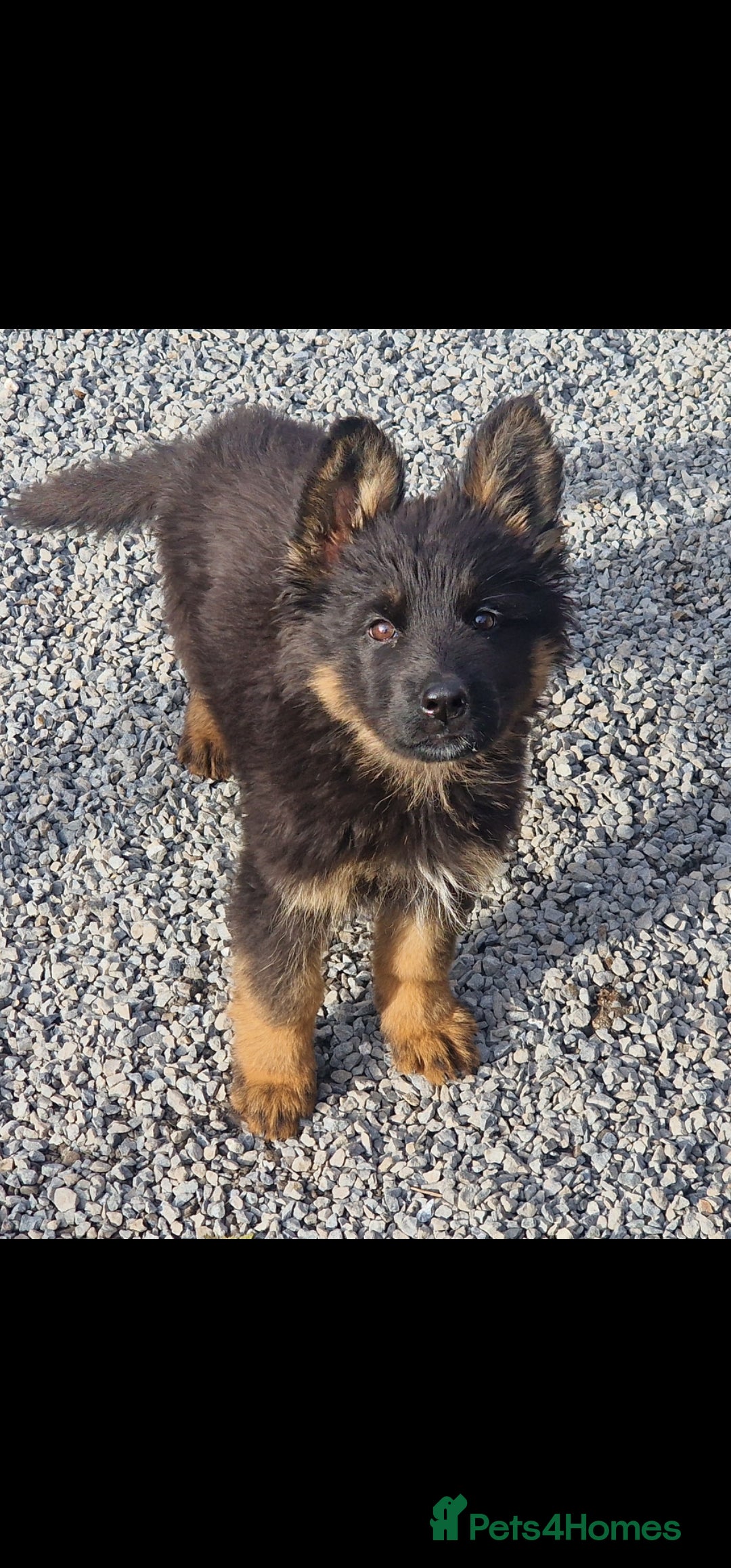 German Shepherd dogs for sale: German Shepherd pups  - Image 12