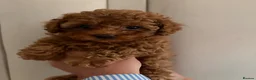 Cavapoo dogs for sale: Cavapoo puppies (Extensively health tested) F1b  - Advert 9