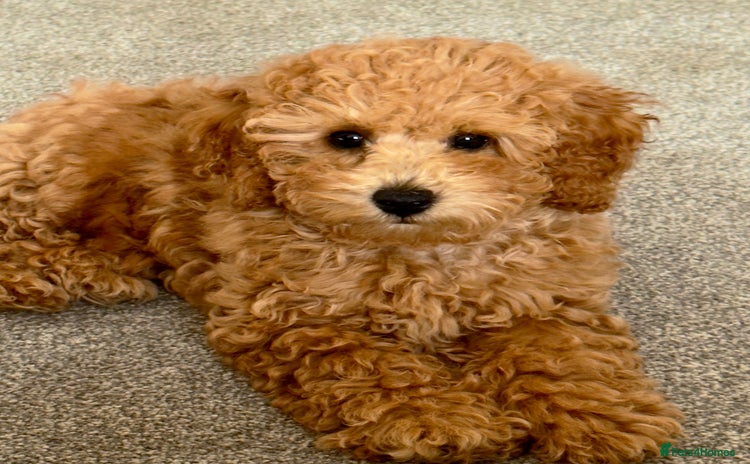 Toy Poodle dogs in Thetford - Advert 7