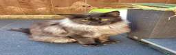 Maine Coon cats for sale: Tica registered maine coon kittens  - Advert 2