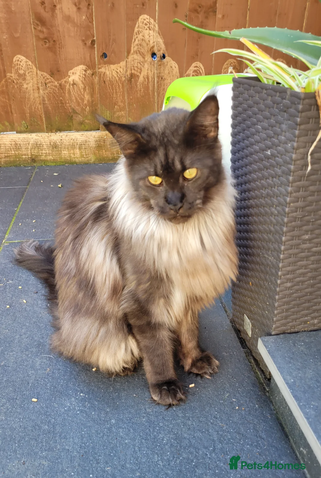 Maine Coon cats for sale: Tica registered maine coon kittens  - Advert 2