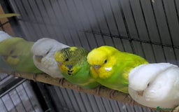 Budgerigars birds for sale: Albino Budgies White and Yellow Colours - Image 2