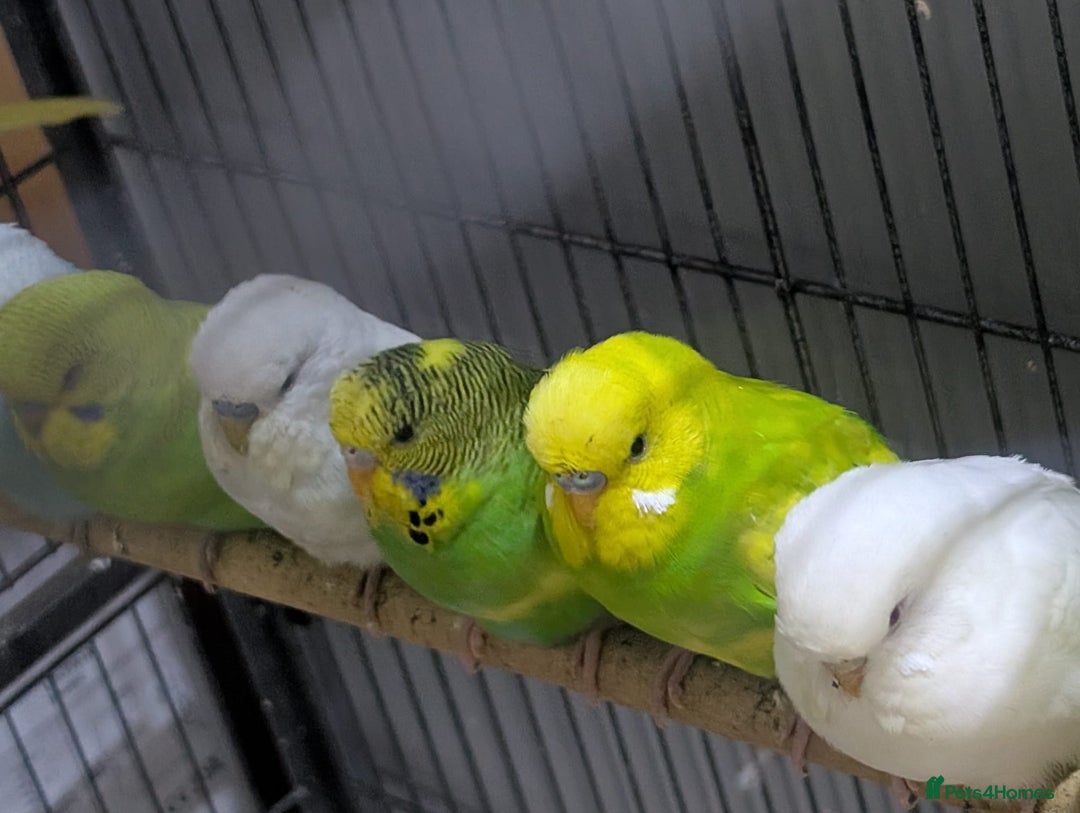 Budgerigars birds for sale: Albino Budgies White and Yellow Colours - Image 2