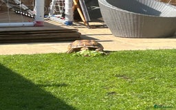 Tortoise reptiles for sale: 2 x Sulcata Tortoise - Image 9