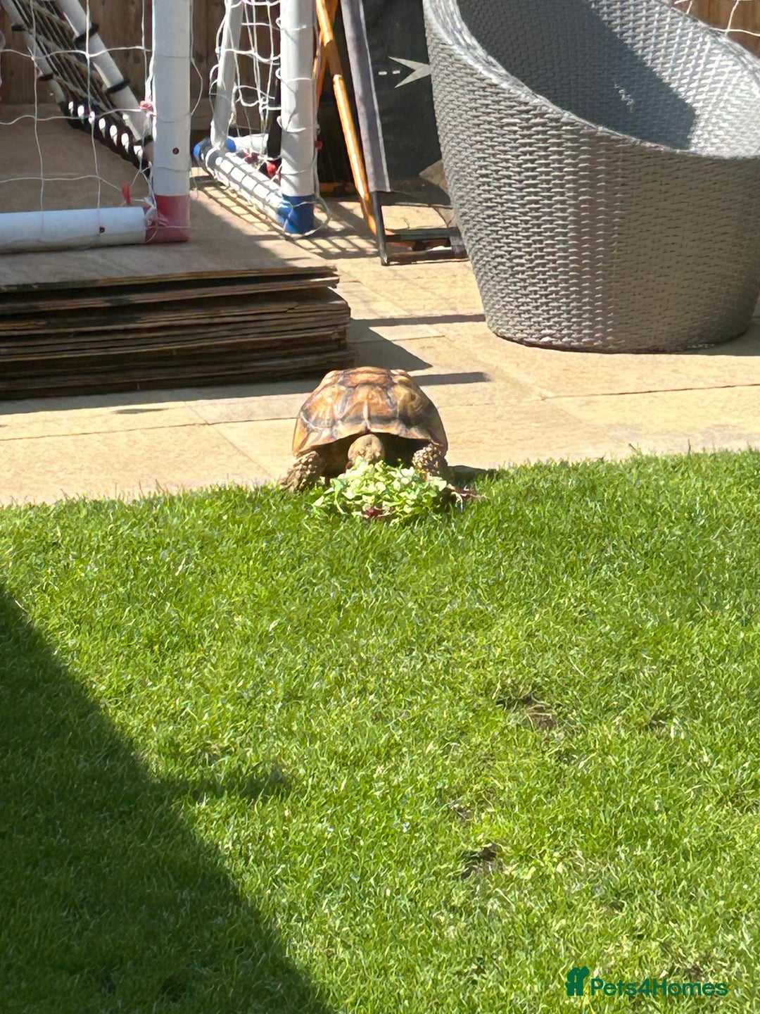 Tortoise reptiles for sale: 2 x Sulcata Tortoise - Image 9
