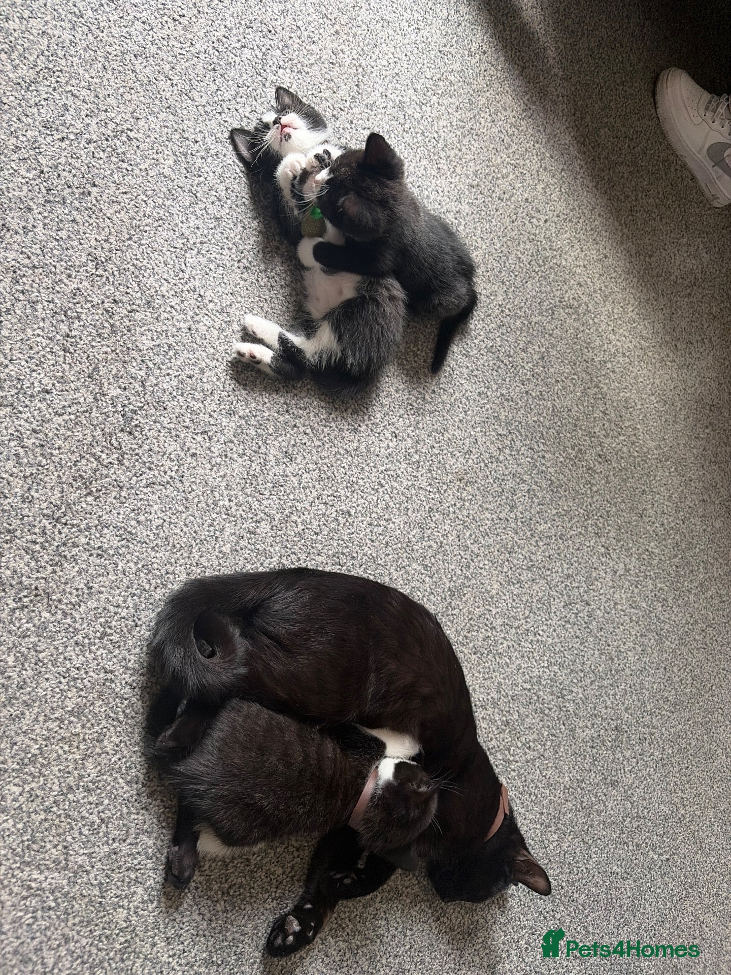 Mixed Breed cats Kittens for sale - Advert 8