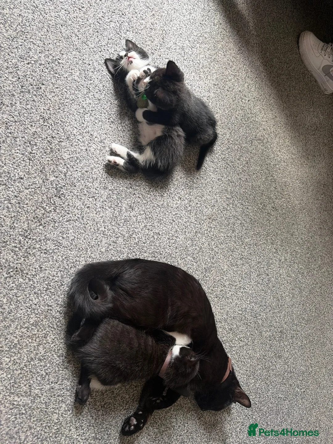 Mixed Breed cats for sale: Kittens for sale - Advert 1