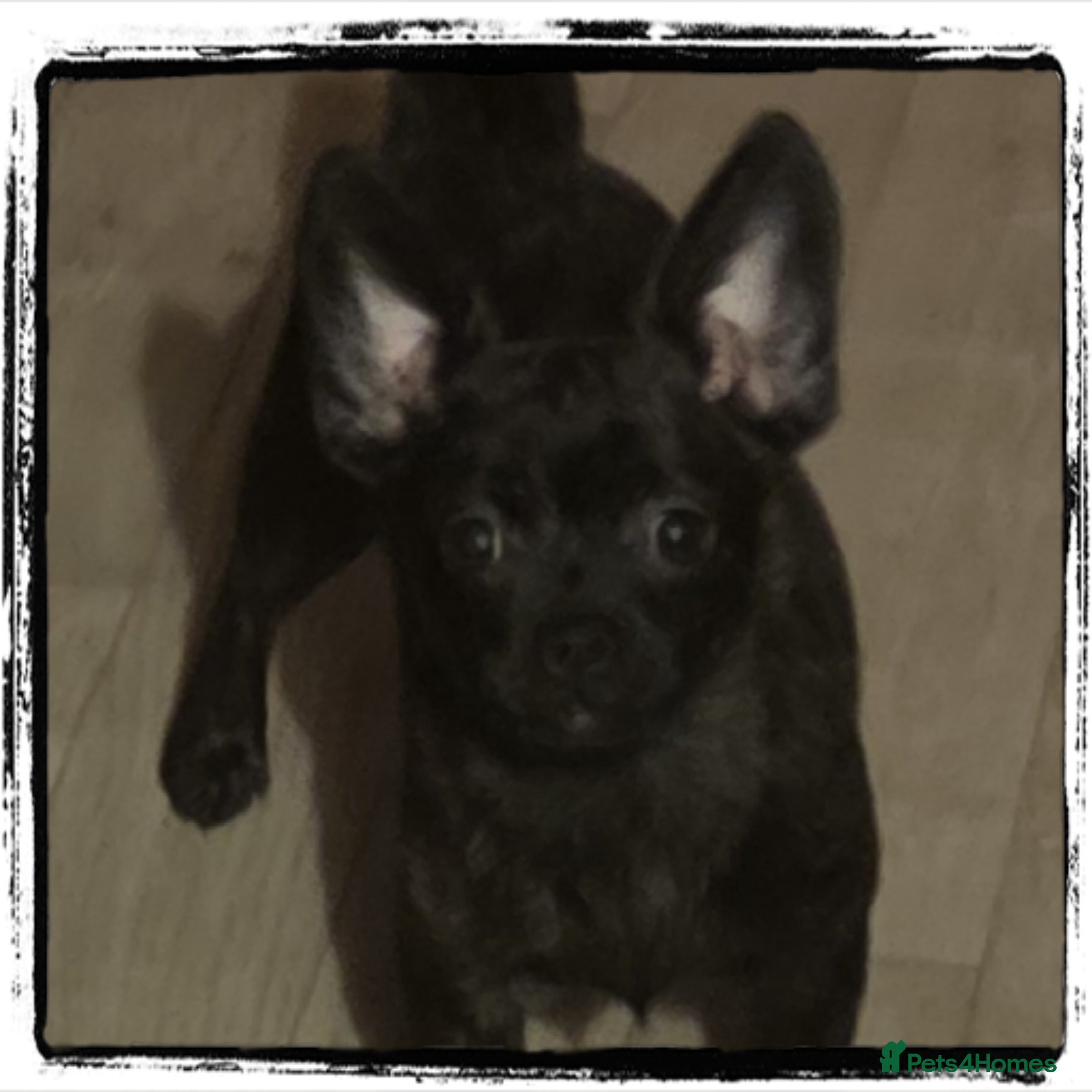 French Bulldog dogs ❤️⭐️ Frenchie poms ❤️⭐️ONE GIRL LEFT⭐️ - Advert 15