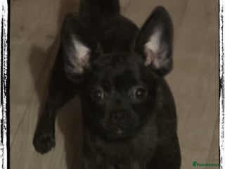 French Bulldog dogs ❤️⭐️ Frenchie poms ❤️⭐️ONE GIRL LEFT⭐️ - Advert 14