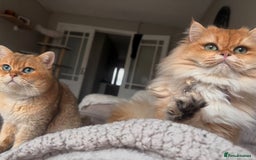 British Longhair cats for sale: Stunning Golden British long hair  - Image 4