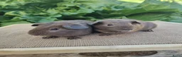 Guinea Pig rodents for sale: Pair of Male Guinea Pigs  - Advert 2