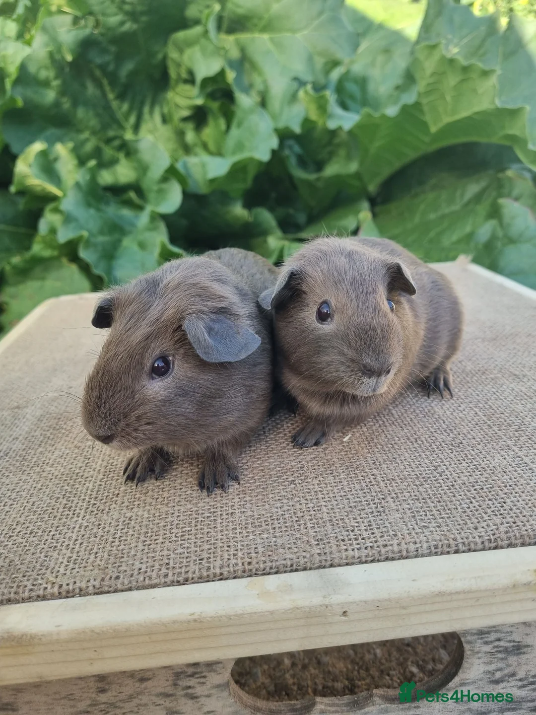 Guinea Pig rodents for sale: Pair of Male Guinea Pigs  - Advert 2