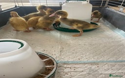 Ducks poultry for sale: Runner Ducklings - Image 2