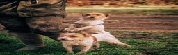 Jack Russell dogs for sale: Jack Russell puppies - Advert 2