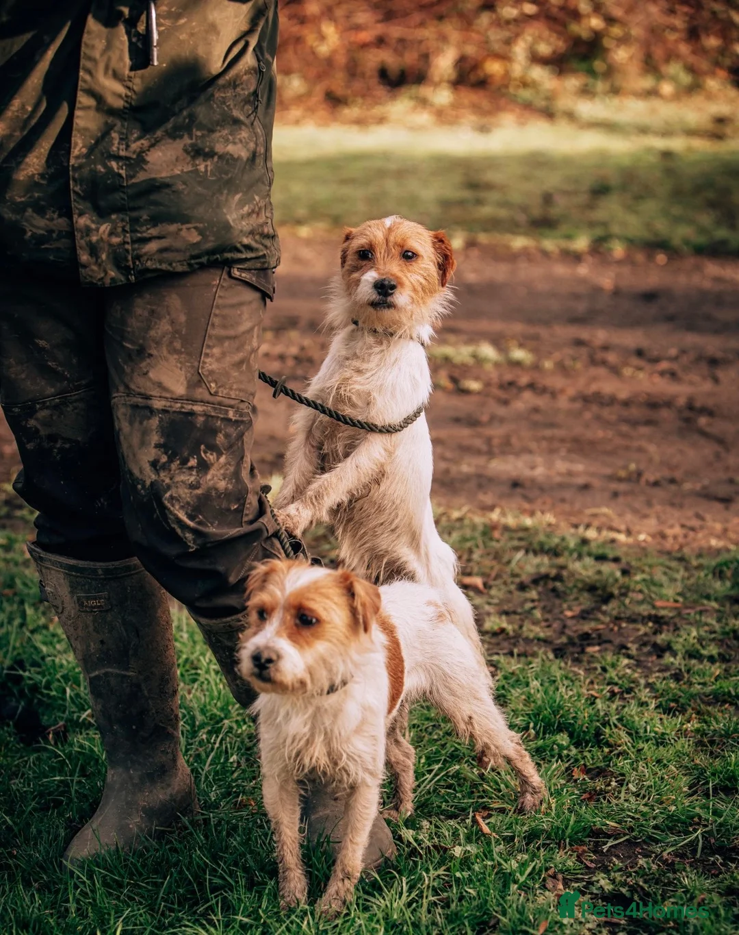 Jack Russell dogs for sale: Jack Russell puppies - Advert 2