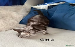 Maine Coon cats for sale: XXL  Ready Now TICA pure bread Maine Coon Kittens  - Image 16