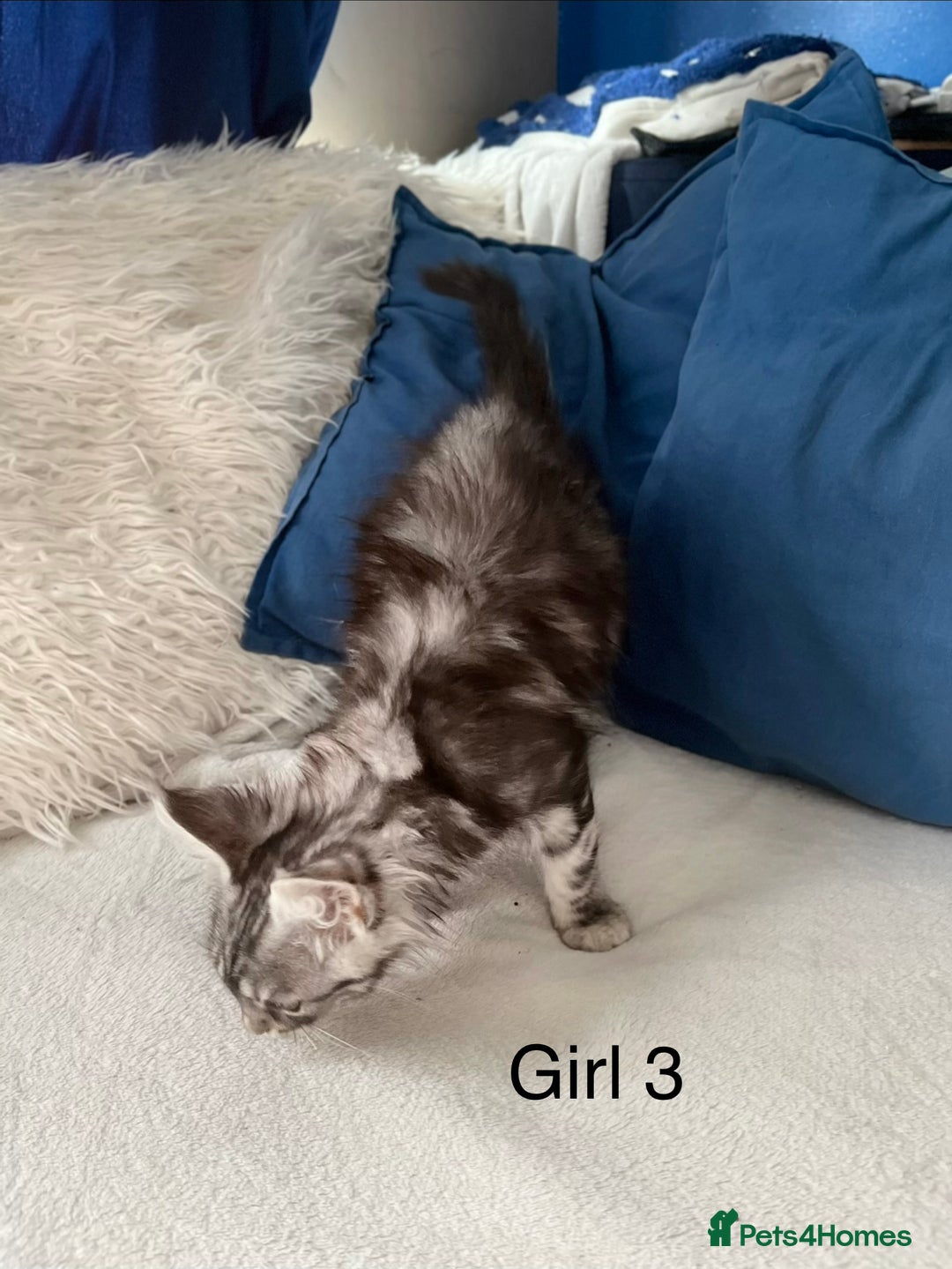 Maine Coon cats for sale: XXL  Ready Now TICA pure bread Maine Coon Kittens  - Image 16