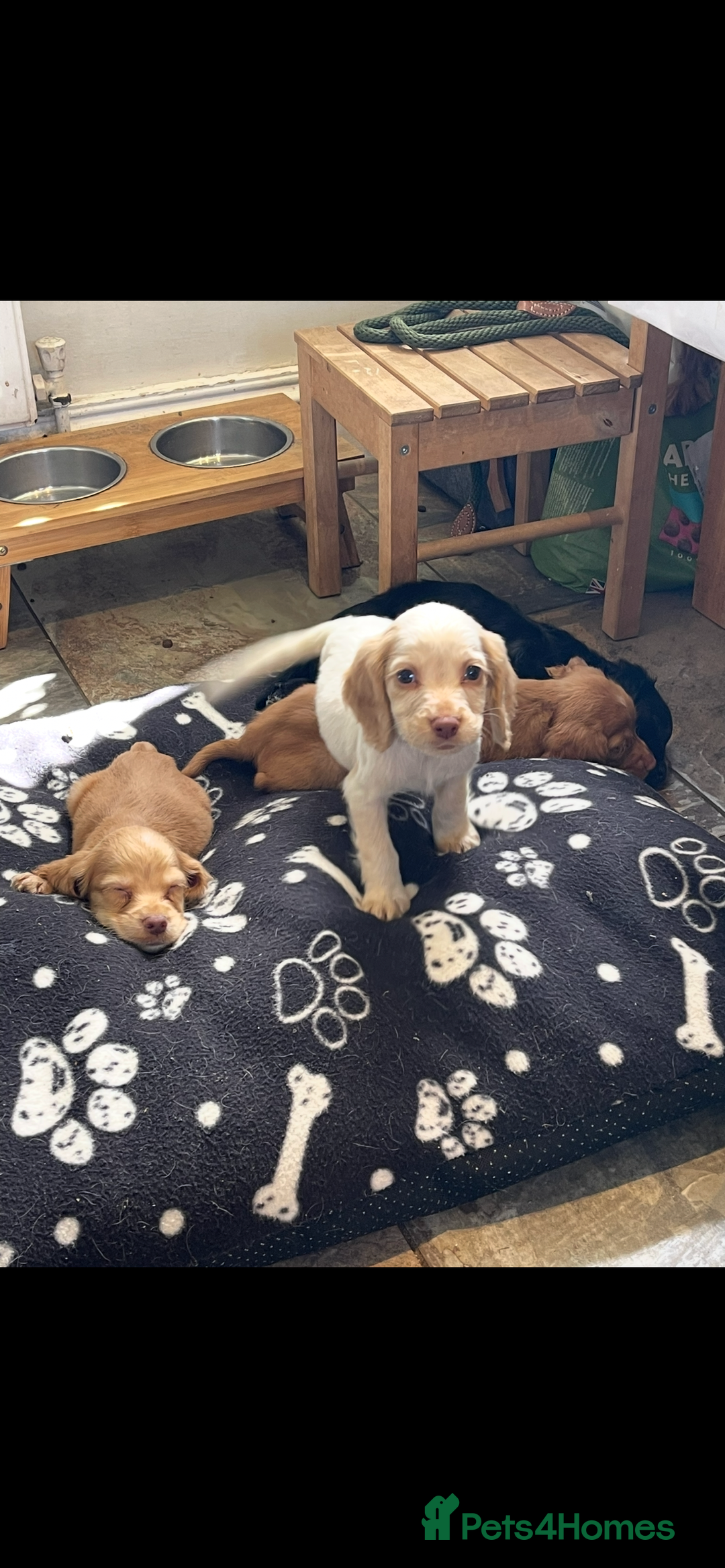 Sprocker dogs for sale: Sprocker cross cocker spaniel puppies  - Image 5
