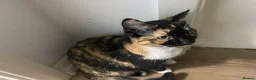 Domestic Shorthair cats for sale: Archie - Advert 6