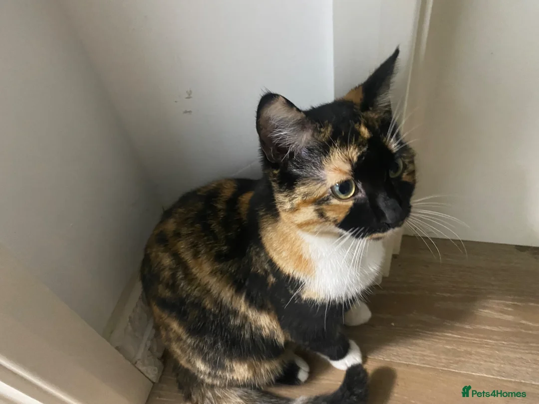 Domestic Shorthair cats for sale: Archie - Advert 6