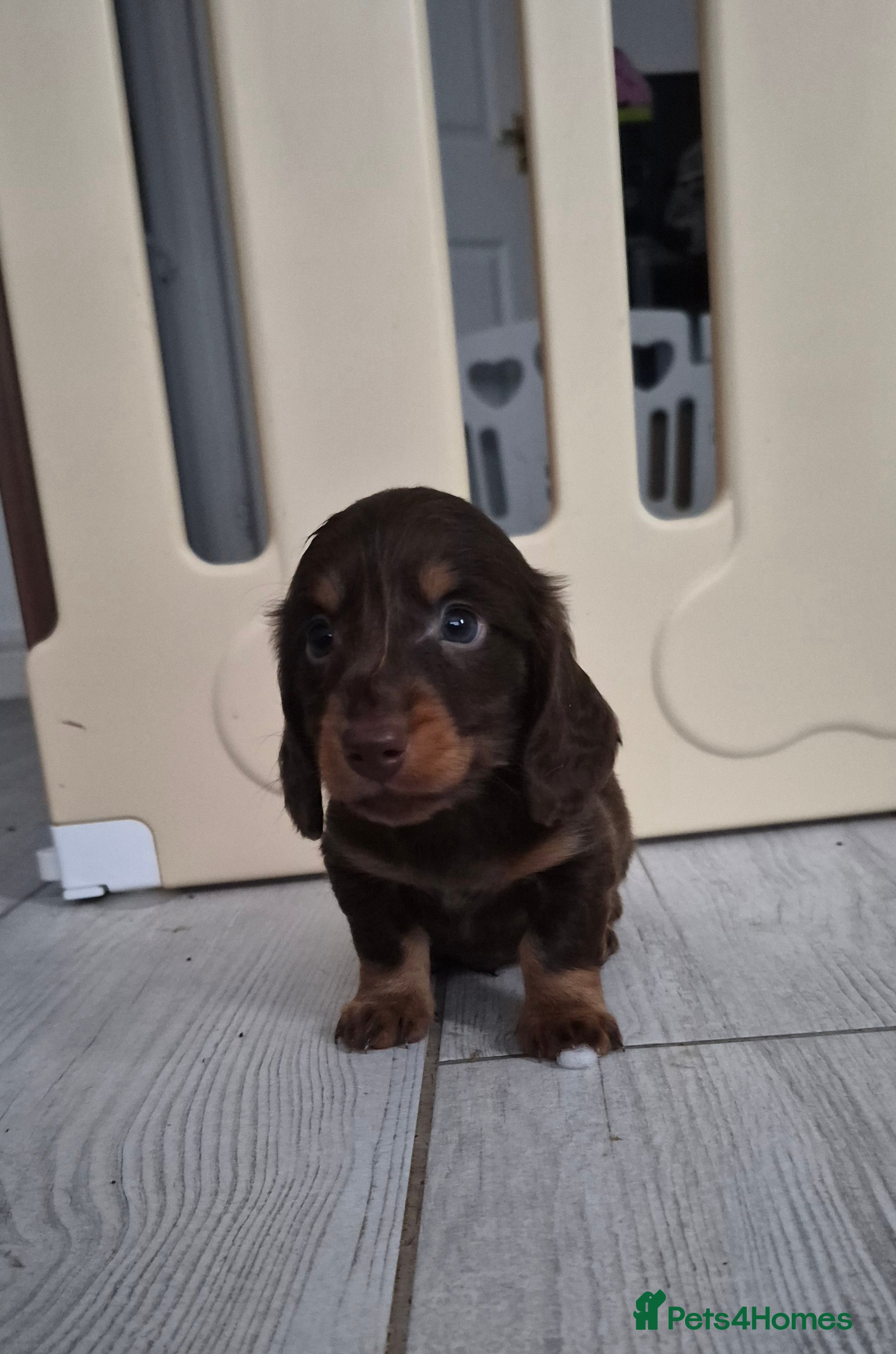 Miniature Dachshund dogs Miniature dachshund longhaired boy - Advert 8