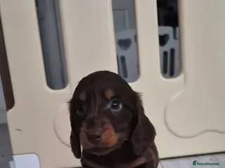 Miniature Dachshund dogs Miniature dachshund longhaired boy - Advert 8