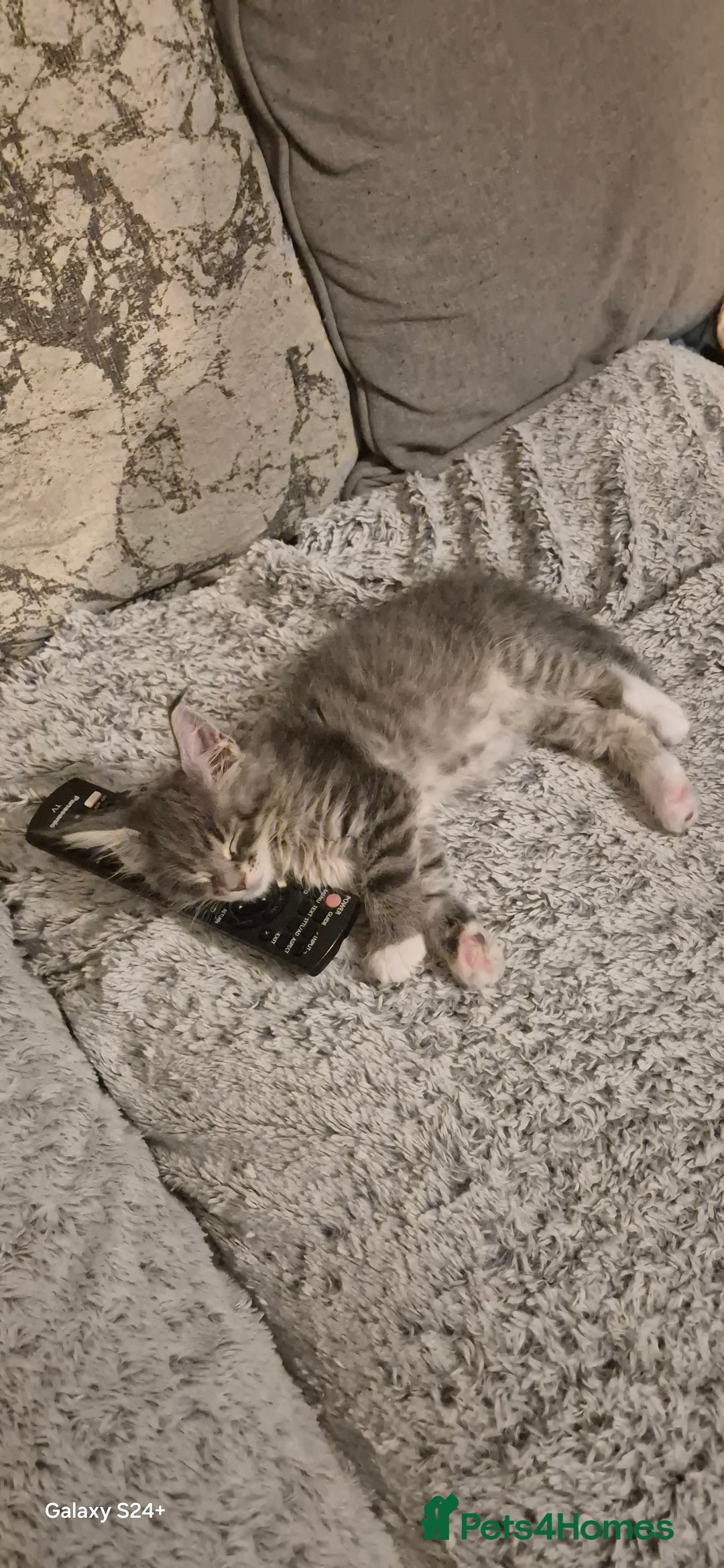 Maine Coon cats for sale: GCCF registered Pedigree Maine Coon Kittens - Advert 18