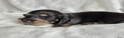 Miniature Dachshund dogs for sale: Beautiful English cream long hair mini dachshunds - Advert 15