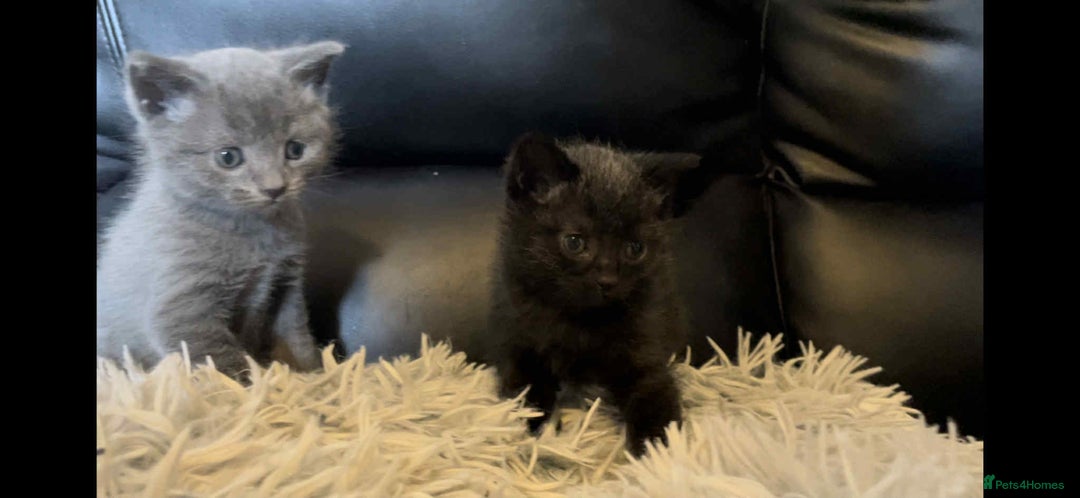 British Shorthair cats for sale: BSH kittens mixed - Image 4